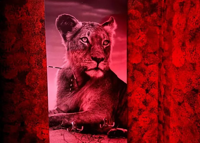 L'h Lion's Red * Castrovillari